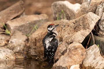 woodpecker perched on a cork trunk and drinking and bathing in the forest pond (Dendrocopos major)