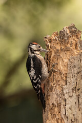 woodpecker perched on an old log looking for insects  (dendrocopos major)