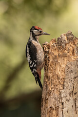 woodpecker perched on an old log looking for insects  (dendrocopos major)