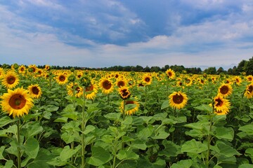 A field of sunflowers 