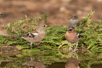 group of finches drinking water and reflected in the forest pond (fringilla coelebs)