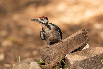 woodpecker perched on an old log on the ground looking for insects 