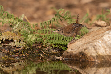 wren perched on a stone by the park pond (troglodytes troglodytes)