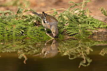 chaffinch drinking and reflecting in the water of the forest pond  (fringilla coelebs)