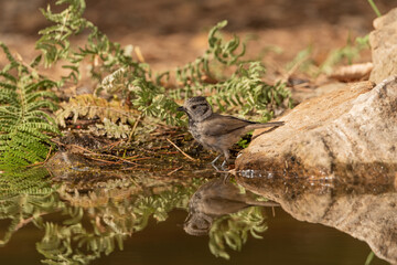 crested tit bird in the forest pond next to some green bushes and a stone (Lophophanes cristatus)