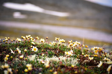 field of flowers © Egor Kolyagin