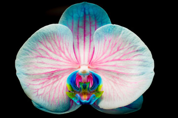 Orchid with Vivid Pink and Blue colors