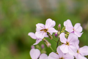 Fototapeta na wymiar Hover Fly (Flowerfly) pollinating Maine wildflowers