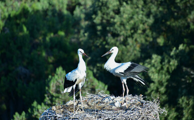 Storks in the Nest