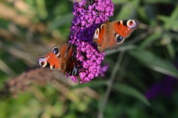 Motyle na budlei © Kasia R.