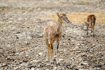 Deer on a background of wildlife.