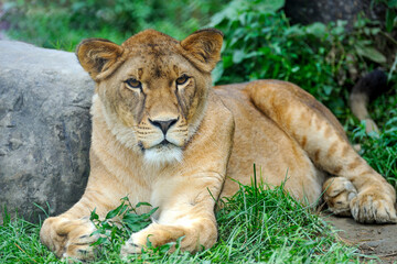 Obraz na płótnie Canvas A portrait of a lioness relaxing on grass