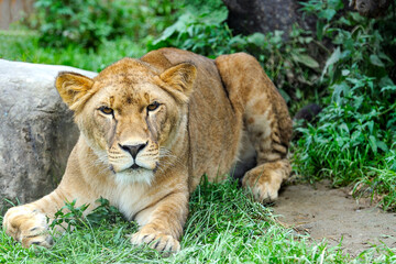 A portrait of a lioness relaxing on grass