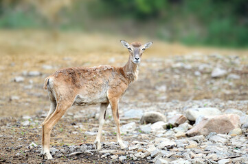 Deer on a background of wildlife.