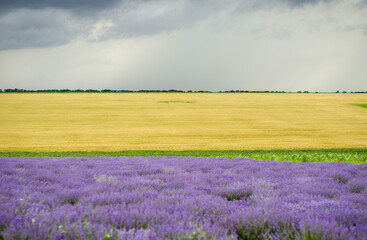 Fototapeta na wymiar lavender field with sky and clouds