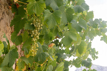 Cluster of grapes growing on a wild vine on a wall.