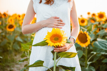 young pretty pregnant women shooting on sunflowers field