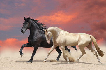 the world's most beautiful horse gallops with a friend Frisian horse, a horse for a million dollars runs at sunset