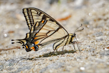 Beautiful Swallowtail Butterfly peeing
