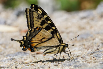 Beautiful Swallowtail Butterfly drinking