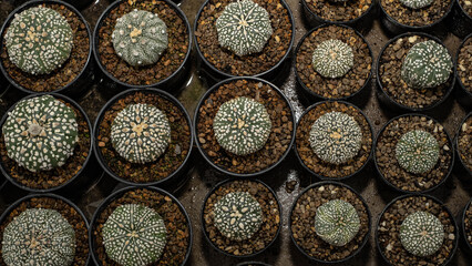 The round cactus has a distinctive white color around the stem.