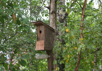 An old birdhouse on a tree among the greenery