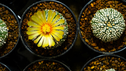 yellow castus flowers on globus