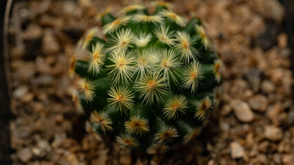 Obraz premium close up of cactus