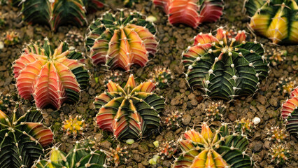 Fototapeta premium Orange-green spotted cactus is a different pattern.