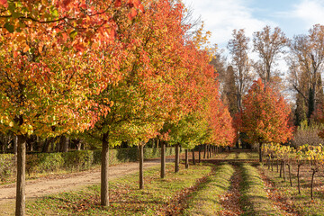 Natural Landscape Autumn, beautiful red trees