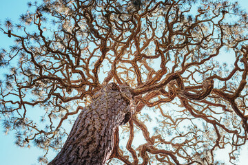 Obraz premium nature, rivers, falls, fall, waterfalls, bamboo, waves, ocean, winter, spring, rainbows, garden, flowers, island, sunset, California, San Diego, San Francisco 