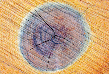 Texture of a tree stump with aged lines of a plum tree