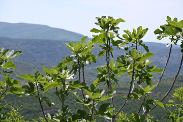 Feigenbaum, Echte Feige (Ficus carica) mit grünen Blättern im Sommer in Albanien, Fig tree,...