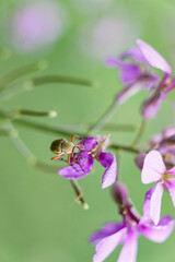 Fototapeta premium Leaf Cutter Beetle adventuring through Maine wildflowers