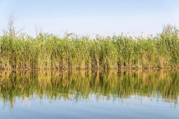 Thickets of reeds on the swampy banks of a river in Louisiana, USA