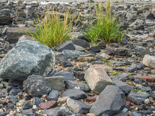 Ammophila arenaria Gew&ouml;hnlicher Strandhafer near
