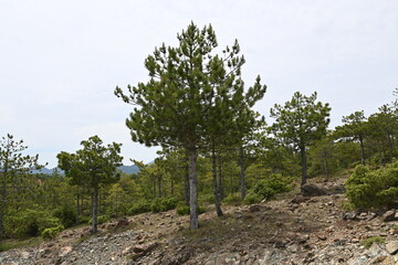 Baum Pinie (Pinus pinea), auch Italienische Steinkiefer, Mittelmeer-Kiefer oder Schirm-Kiefer auf einem steinigen Untergrund in Albanien