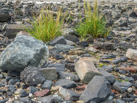 Ammophila Bilder Durchsuchen 18,459 Archivfotos, und