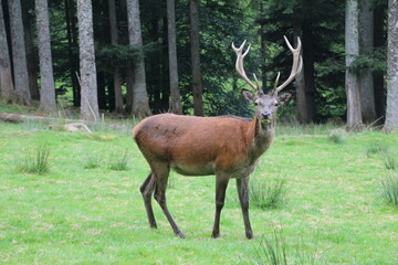Young deer in a green meadow