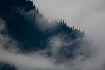 Misty Trees, Alaska Temperate Rainforest