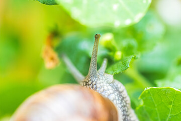 Snail between flowers and leaves in the own garden, close up