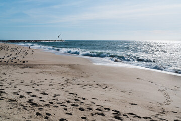 Ocean shore with beach sand, calm water surface, lots of seagulls on the shore