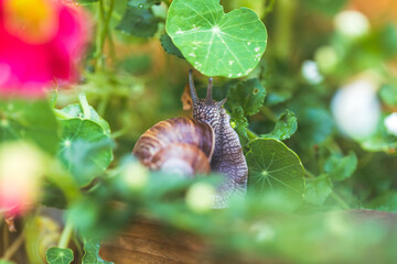 Snail between flowers and leaves in the own garden, close up