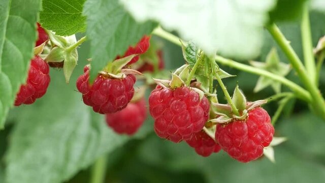 Many ripe raspberries hanging on a branch and slowly swaying. 
