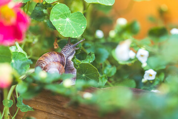 Snail between flowers and leaves in the own garden, close up
