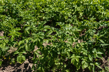 Close-up photo of the green potato plantation; potato plant texture