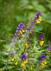 Flowers of cow-wheat