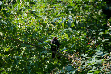 Blackbird sits on a branch in the  tree