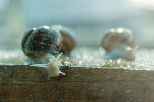 Large snails Helix Aspersa Maxima under running water on a snail farm. Breeding edible snails. Business.