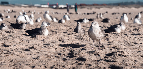 Portrait of a seagull, standing in the sand in front and behind a blurred background with sleeping seagulls